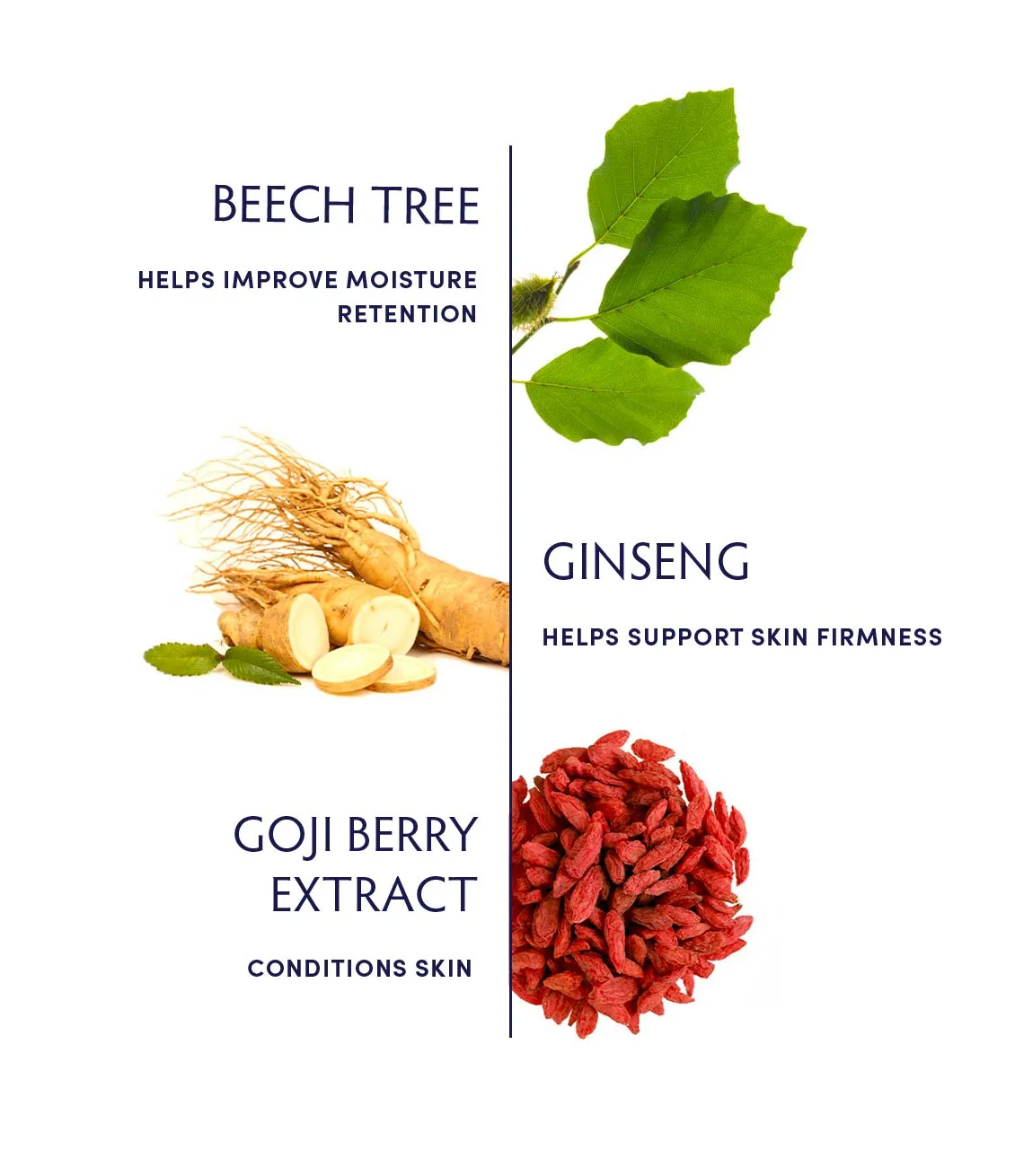 Beech Tree & Ginseng Replenishing Moisturizer